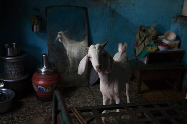A young goat standing inside a modest home in Ahmedabad.